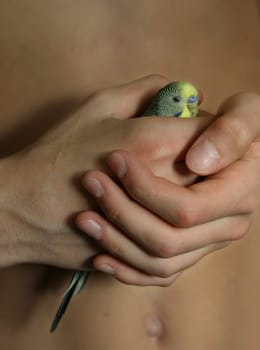 Tame of the hand
