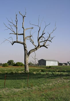 Recorded near Dubbo,Country NSW in early March 2003 For me,such dead trees are a landmark of Australia!