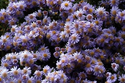 Asters