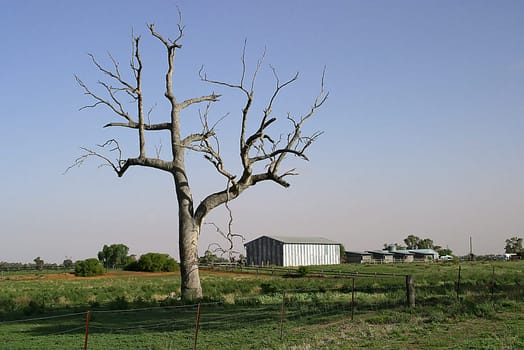 Near Dubbo,Country NSW