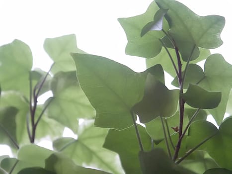 Ivy