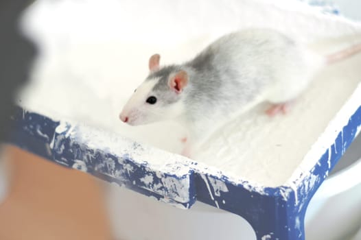 Fancy rat
