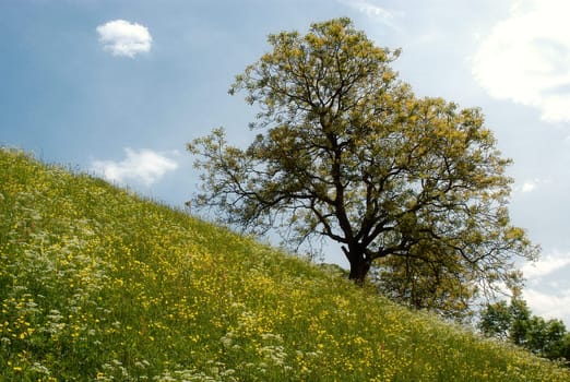 Upland meadow