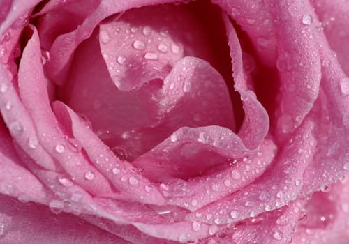 Pink Rose