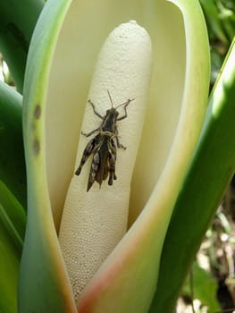 Arum plant (Arum spec.) with beetle,poisonous