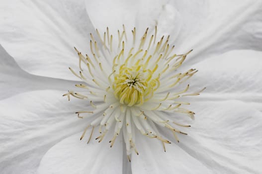 Clematis flower