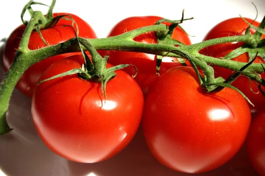 Tomato panicle