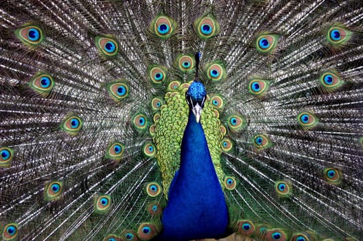 Blue peacock