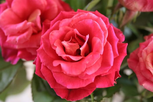 rose without hip without rosehip
