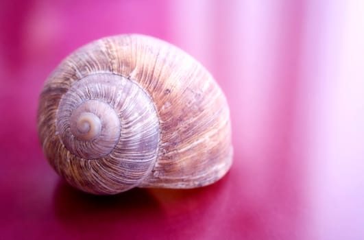 Snail shell I
