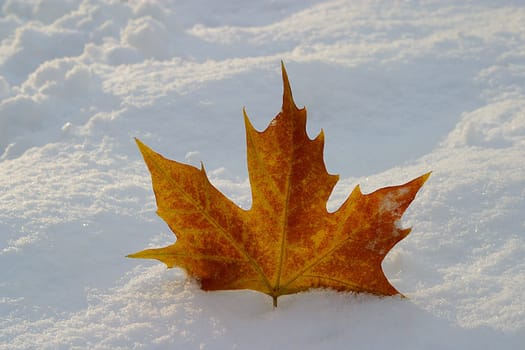 The golden October turned into white November,even in Frankfurt!!! It's still autumn! Recorded on November 25,2005 in the middle of Frankfurt.