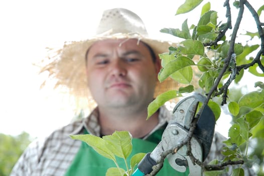 Tree care