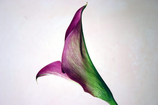 Calla 5
