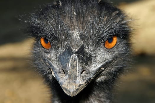 Emu