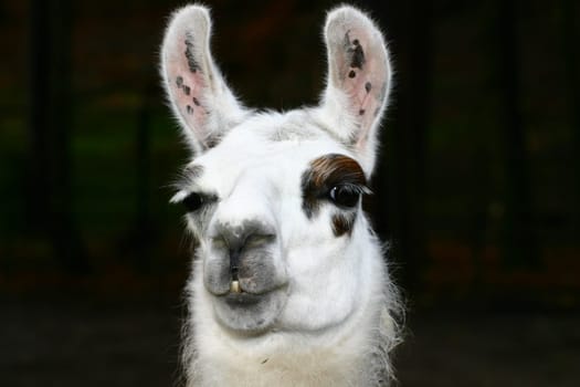 Llama as painted (unedited)
