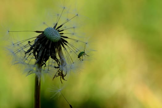 Seed flight of dandelion