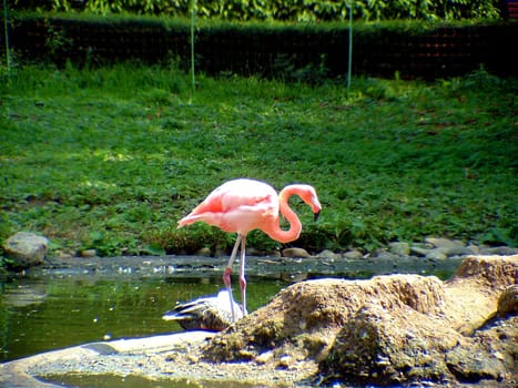 Flamingo