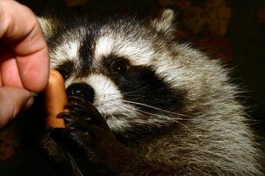 Damn trusting raccoon