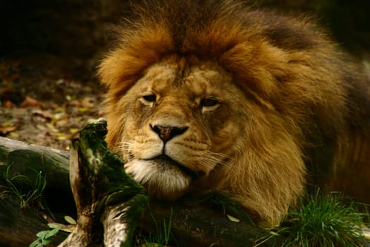 Lazy lion