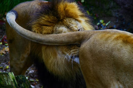 Lion Love