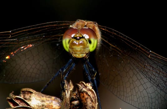 Dragonflies Macro