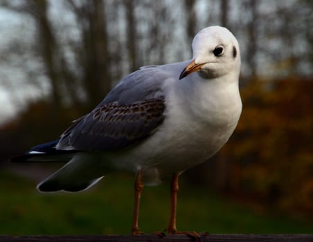 Seagull very big