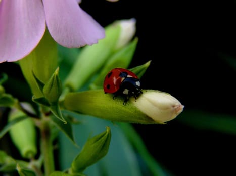 Ladybug on bloom