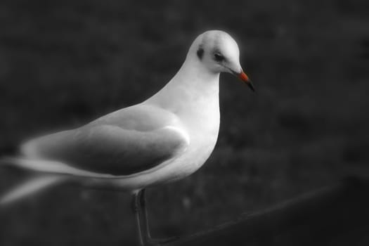 Dreamy seagull