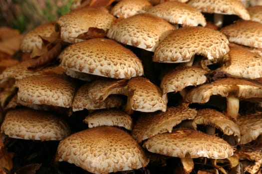 Mushrooms,mushrooms,mushrooms