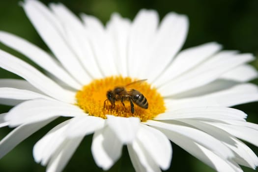 marguerite