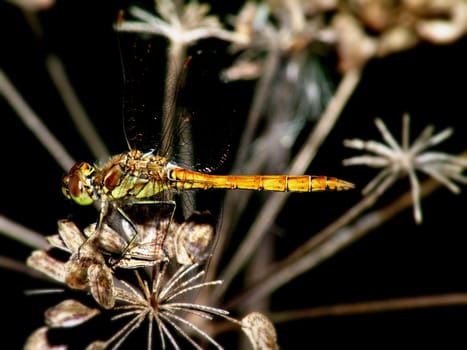 Again the whole dragonfly