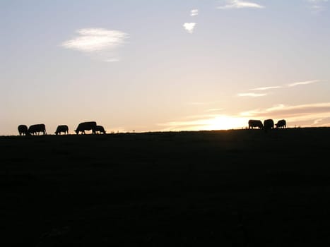 Cows