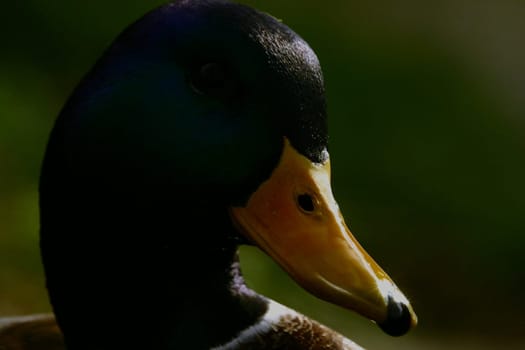 Drake with beak sparkles
