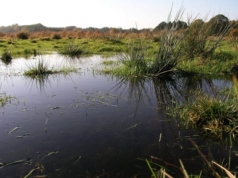 Wet meadow2