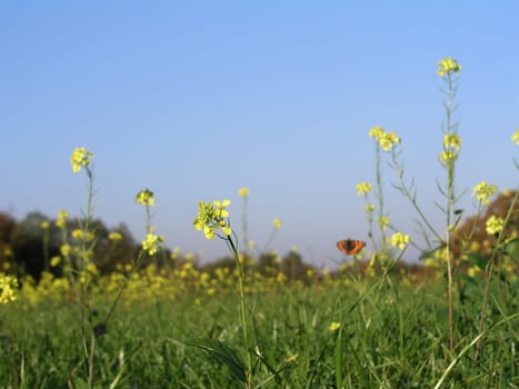 Rapeseed bloom at the end of October.