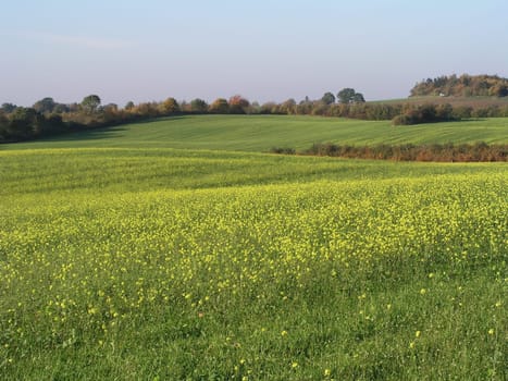 Rapeseed at the end of October.