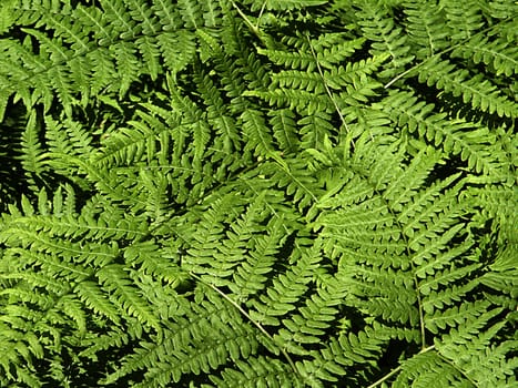 Fern