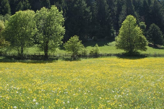 Upland meadow