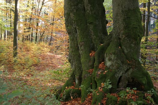 Twin trunk of an ancient,huge beech tree