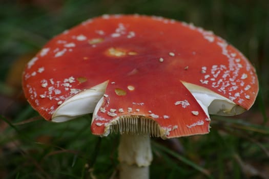 More eaten toadstool