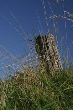 weathered wooden pole in front of blue sky on a meadow