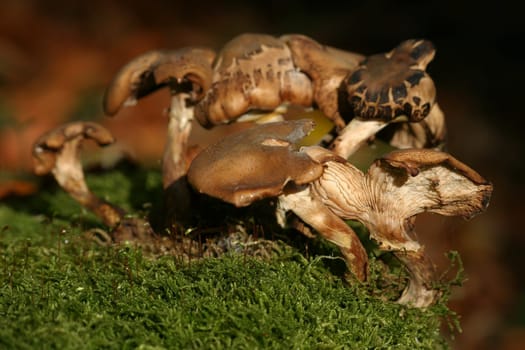 Overgrown mushrooms on moss cushions