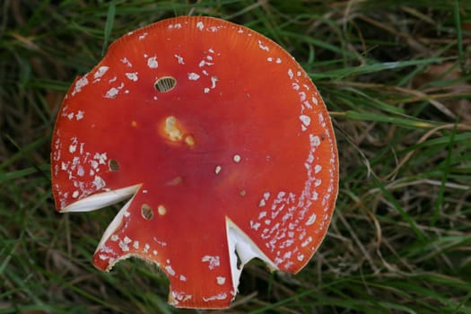 Damaged toadstool from above