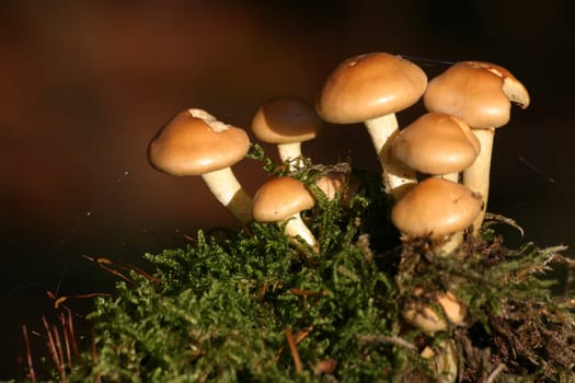 Small mushrooms on a moss cushion in the sunlight