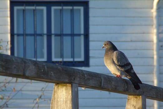 Pigeon in front of the window