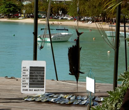 Marlin or sailfish caught in the Indian Ocean/Mauritius