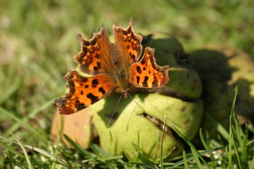 C-moth on a pear