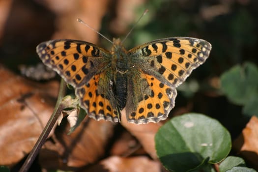 Thistle butterflies sunbathing