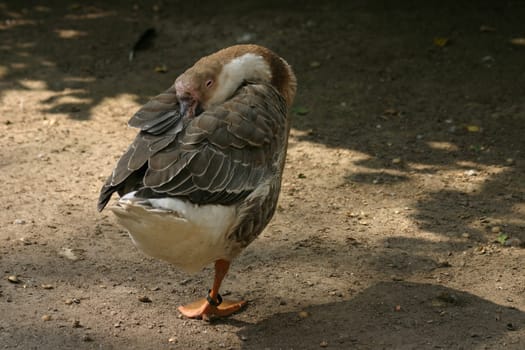 Brown goose,standing on one leg