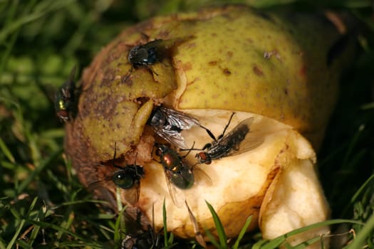 Flies on fallen fruit
